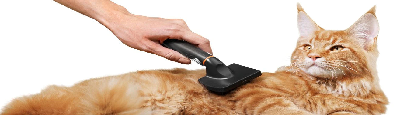Cat Grooming
