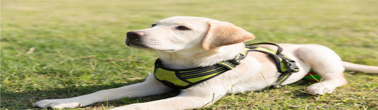 Harnesses, Collars & Leads