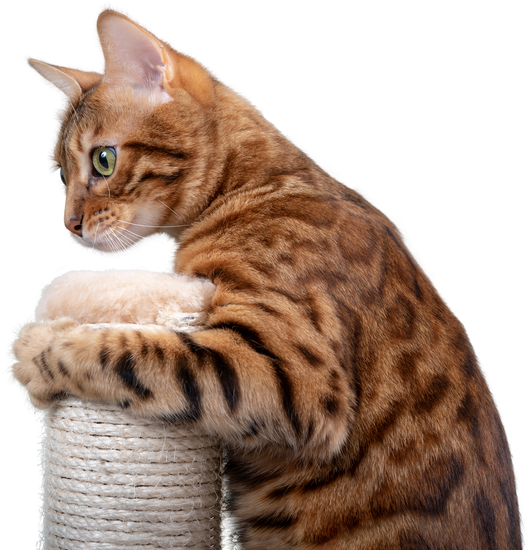 Scratching Posts and Trees