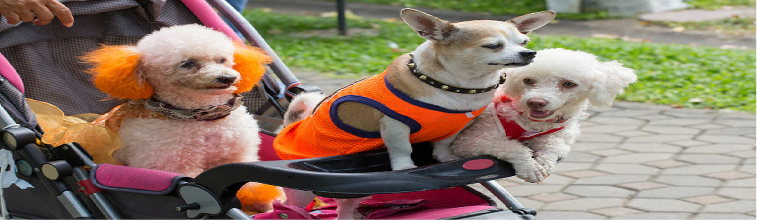 Dog Strollers