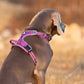 No Pull Harness Purple M